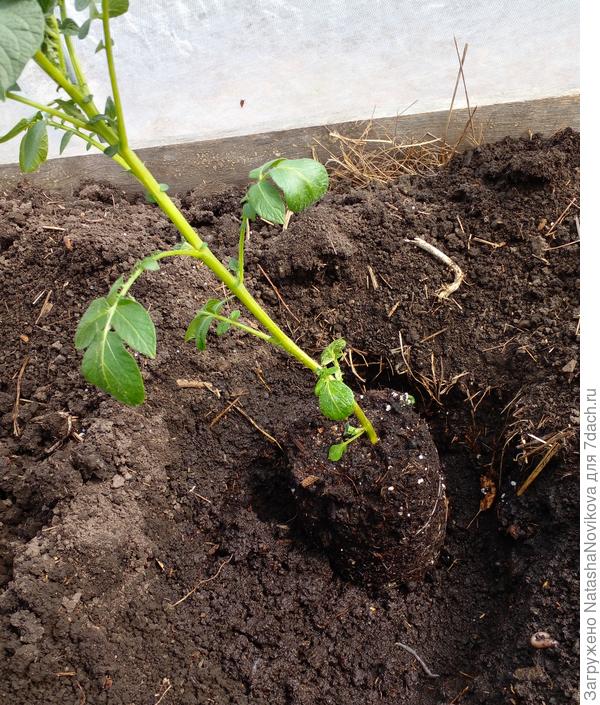 высаживала глубоко, земля почти тёплая