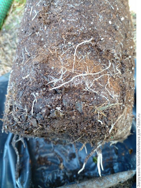 есть и жирные корешки