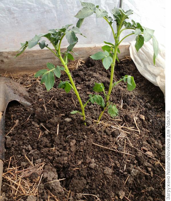 и сразу окучила)) ну что делать, не выкину, самой интересно))