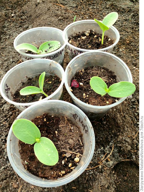 2 бриза и 3 торпеды, очень интересно будет выращивать)) в первый раз - как в первый класс))