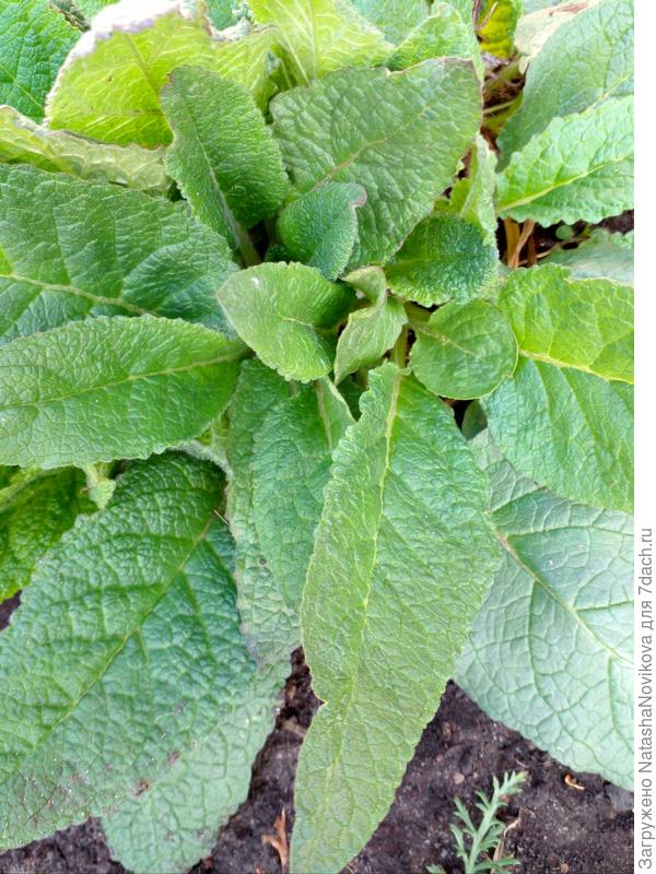 то же коровяк