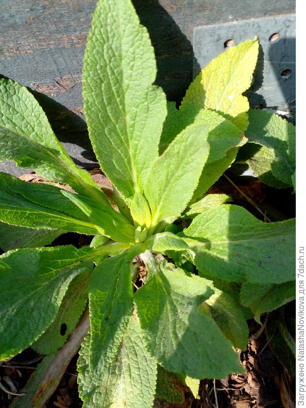 наперстянка