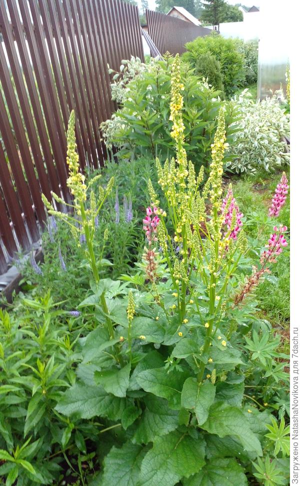 коровяк, сорт не помню