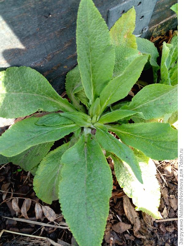 наперстянка