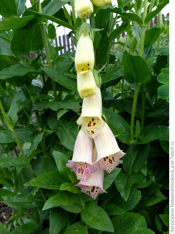 наперстянка