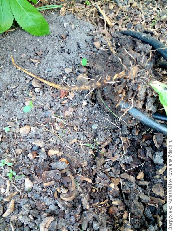 и лёгким движением рук удалила сорняк целиком))