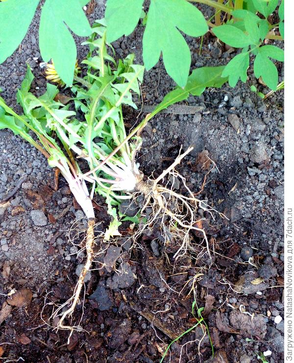 одуванчики извлекает с целыми корнями, значит корневой поросли от сорняка не будет