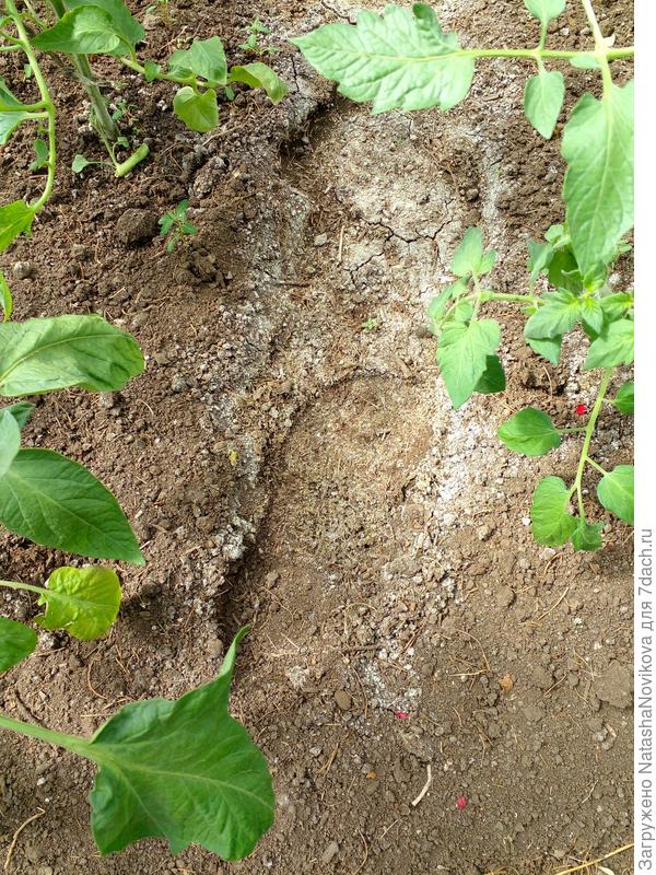 земля перед очередным поливом