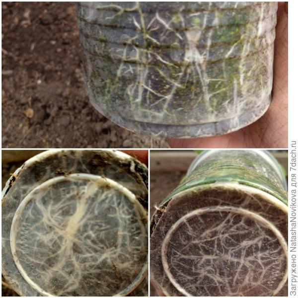 корни крутятся в кольцо, мне кажется уже можно пересадить