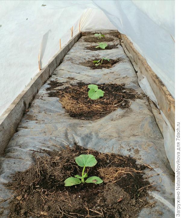 с надеждой на попробовать дыньки))