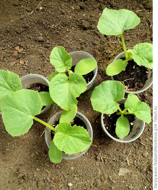 листьев мало