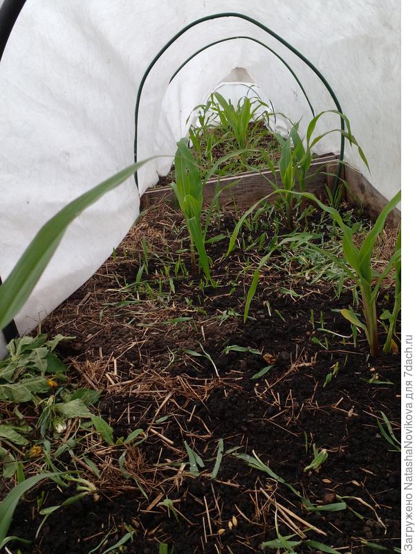 оказалось у меня вместе с двойными 21 кукурузка))