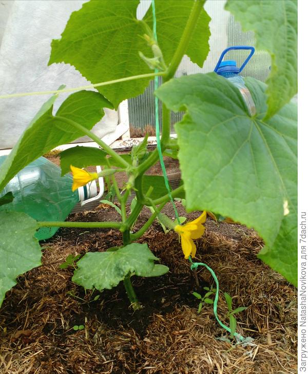 огурчики цветут))