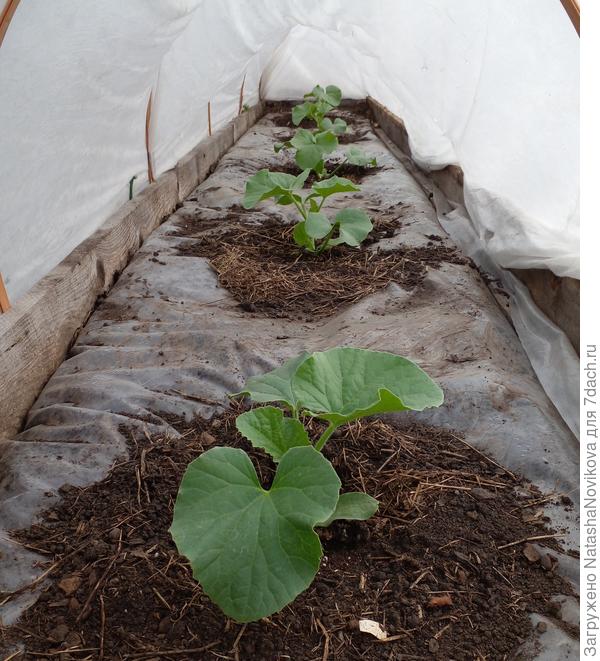 дыньки выжили и даже подросли))