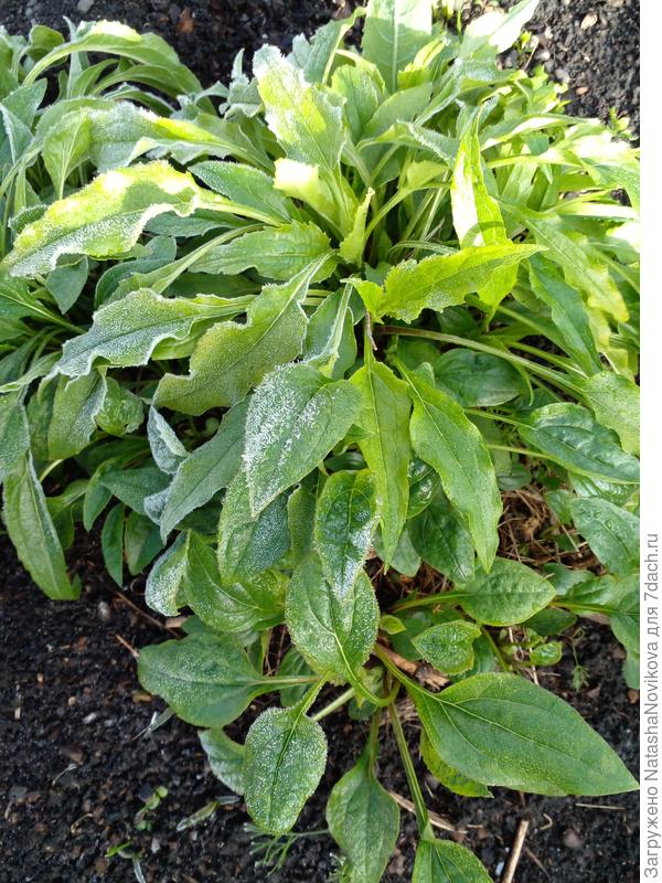 многолетникам то же досталось