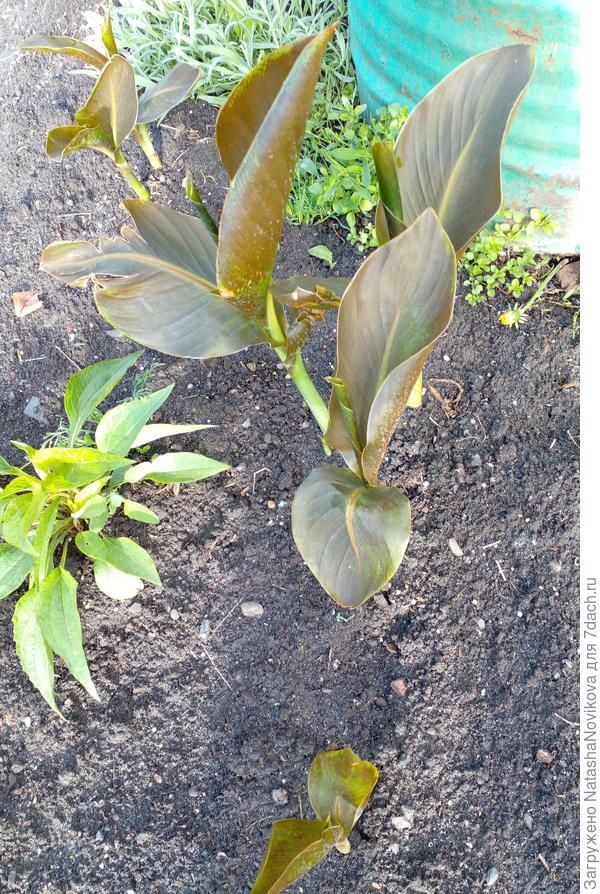 канны будут долго отходить от морозца