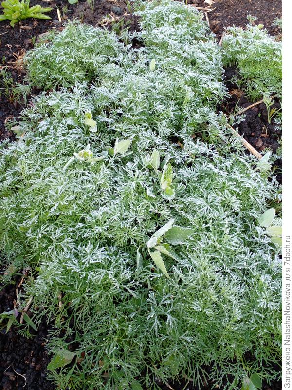 припорошило