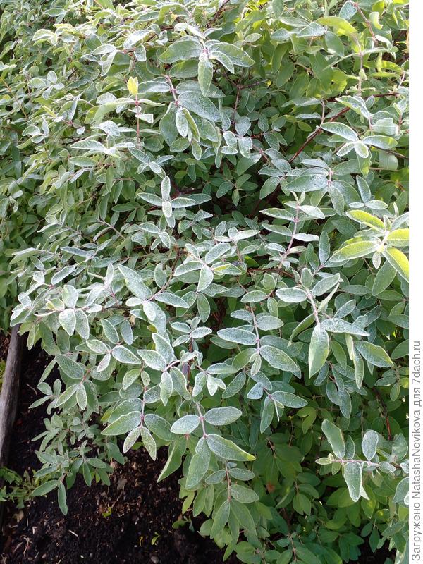 ягода на жимолости вроде жива