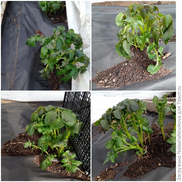 а картошечку даже под укрывным прихватило((