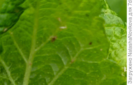 мне кажется это клещ