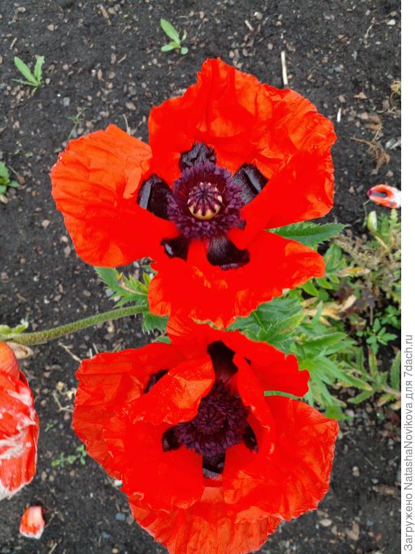 прошлогодний цвет, нынче ещё не раскрылись