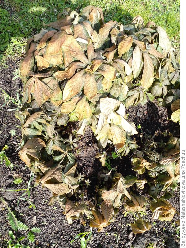 роджерсия так и не отошла