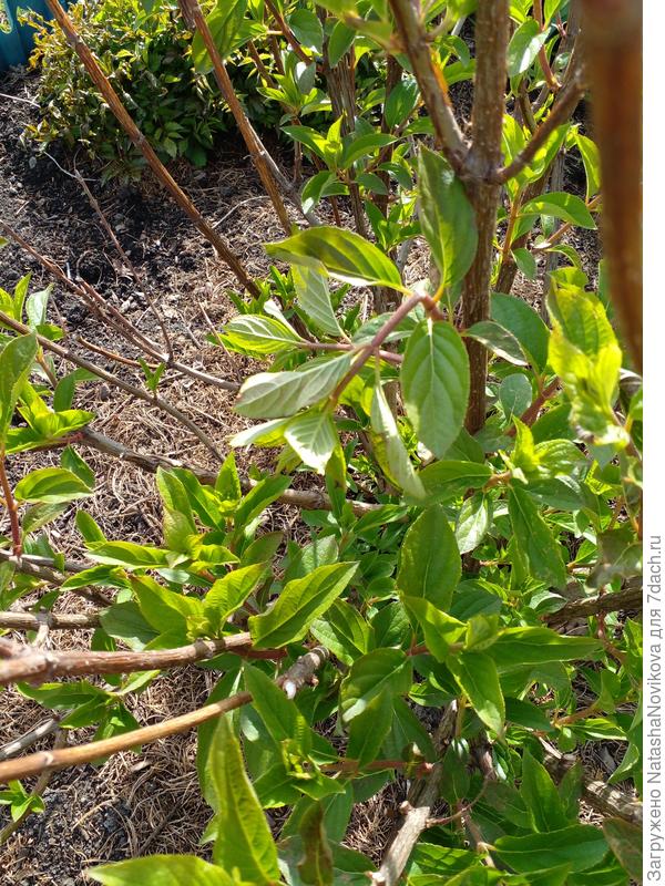 у гортензий побеги как надломленные