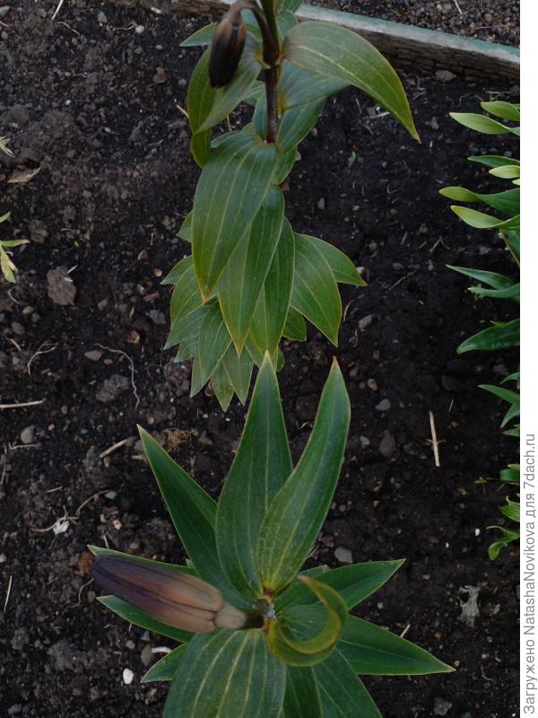 лилиии &quot;конка&quot; - всё((