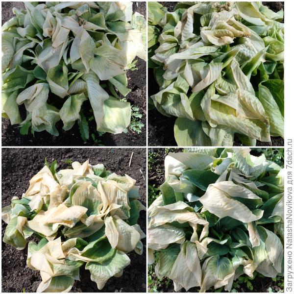 хосты нужно выстригать, а желание отсутствует напрочь((