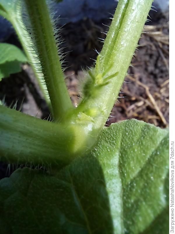 здесь цвет набирает? но вроде две завязи будут, одну выщипнуть?