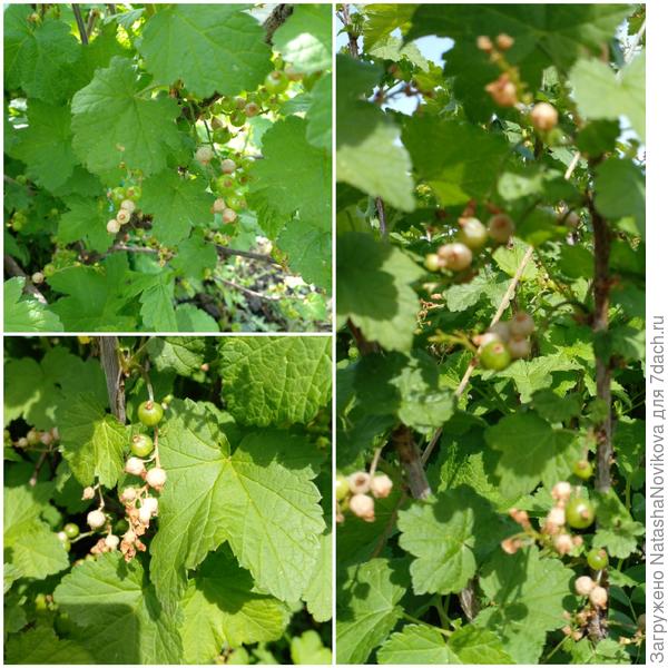 красной смородине хана((