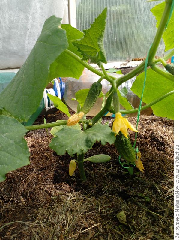 у огурчиков даже в теплице семядольки начали желтеть, рост огурчиков практически остановился((