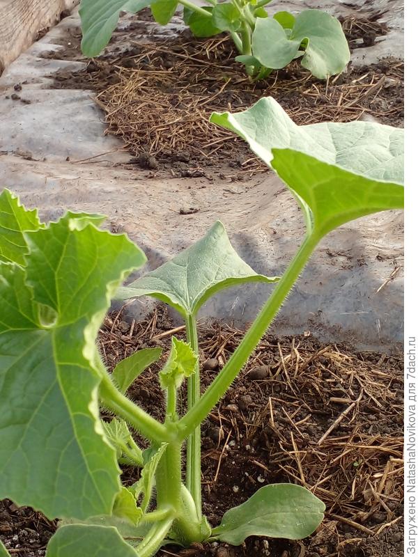 Уважаемые бахчеводы, как формировать? подскажите))