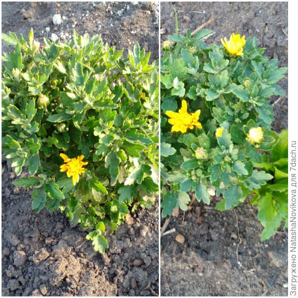 хризантемы подумали, что в начале июня наступил сентябрь и вздумали цвести