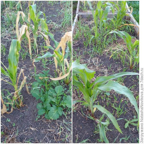 половина кукурузин вымерзла