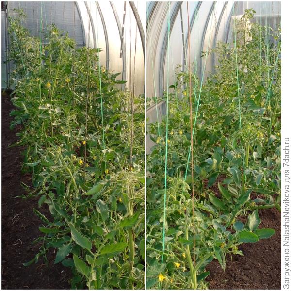 томаты разрослись, нужен уход, но пока сил нет