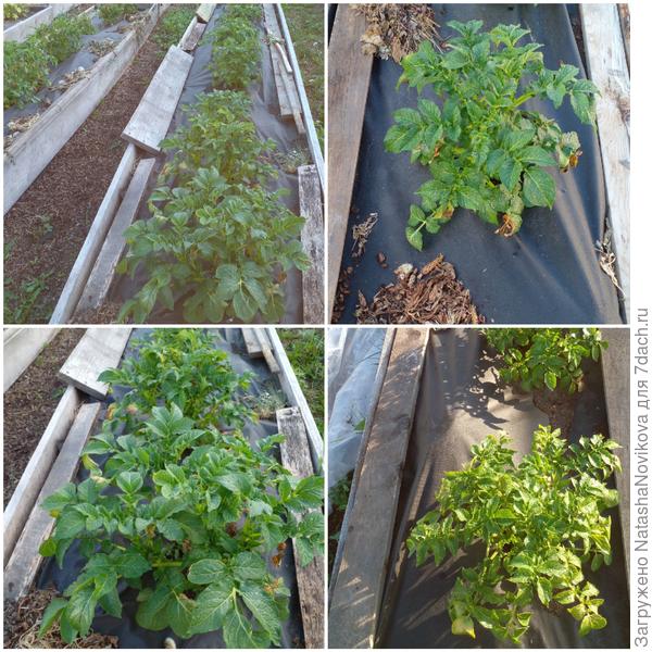 по укрывному то же вроде бы ничего