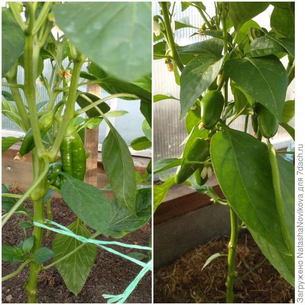 перцы то же самостоятельно растут