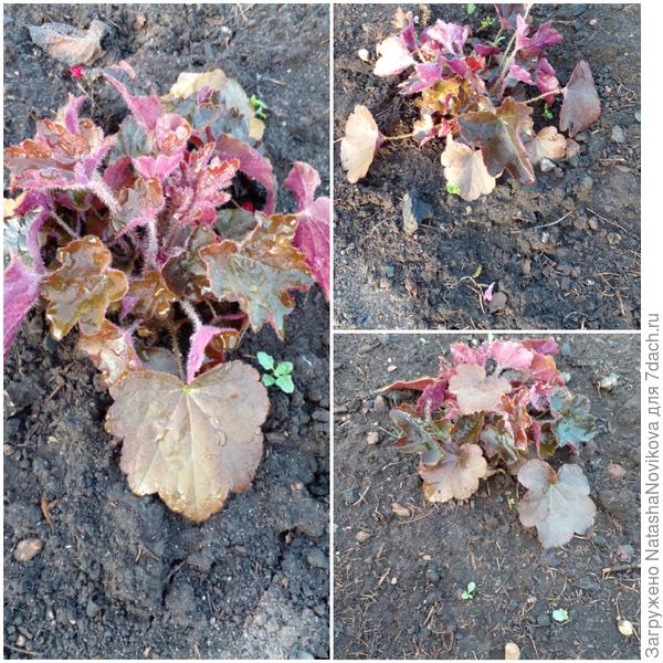 гейхеры, не удержалась, полила - ожили