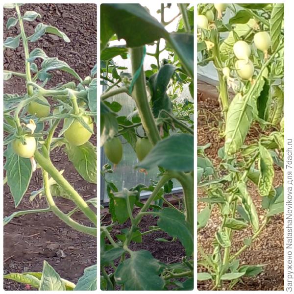 хоть почти и безуходные, но завязываются