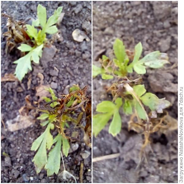 замёрзшие бархотки начали новый рост от корешков