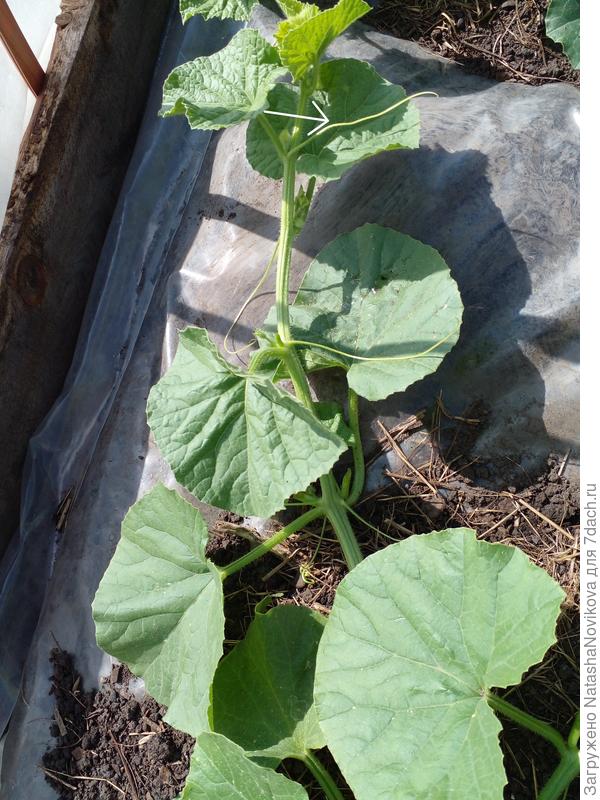 и ещё у одной чикнуть