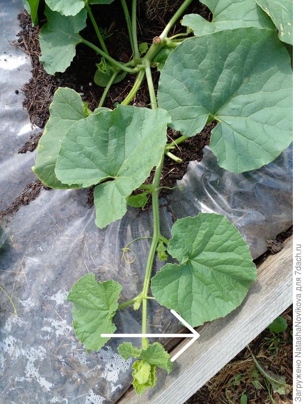 на этом стволике я все пасынки удалила