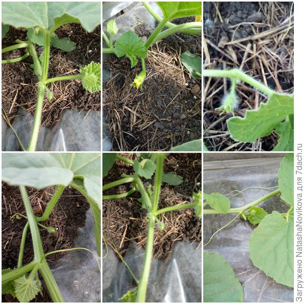 вот как много))