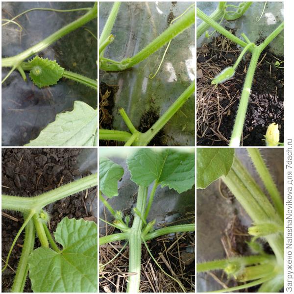 интересно что будет? пустоцветы или нет?