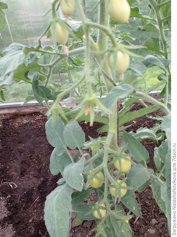 серебристое сердце