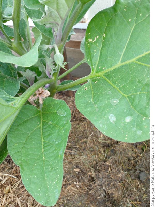 баклажаны жрёт картофельная или свекольная блошка