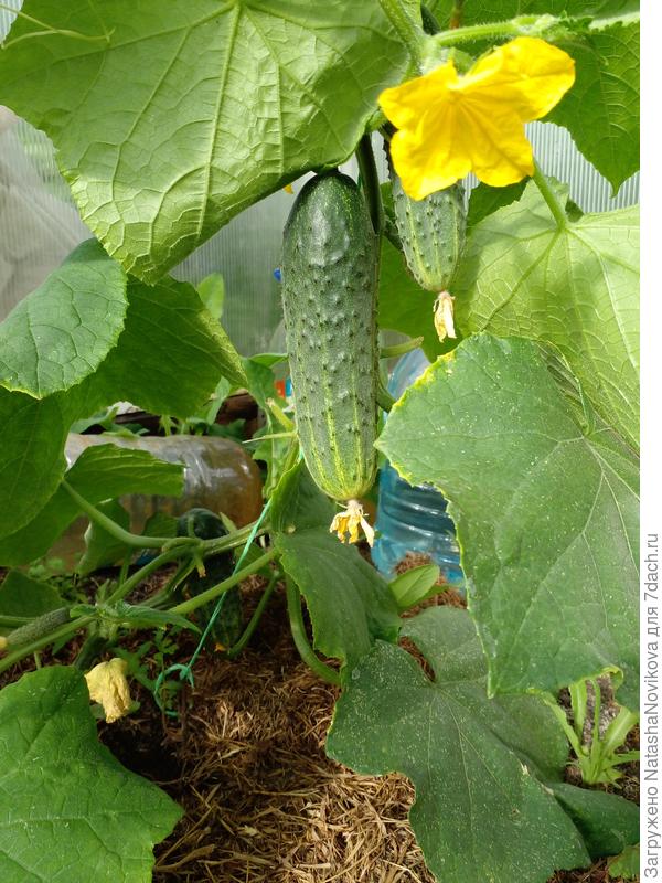 пташка ранняя