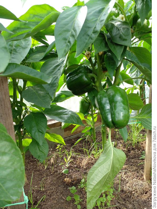 забыла какие))