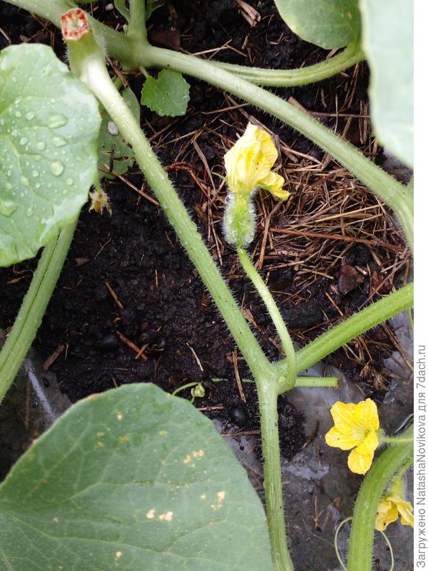 будущая дынька?